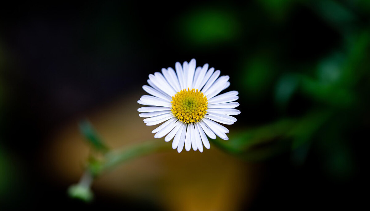 Afbeelding van Hao Tran via Pixabay