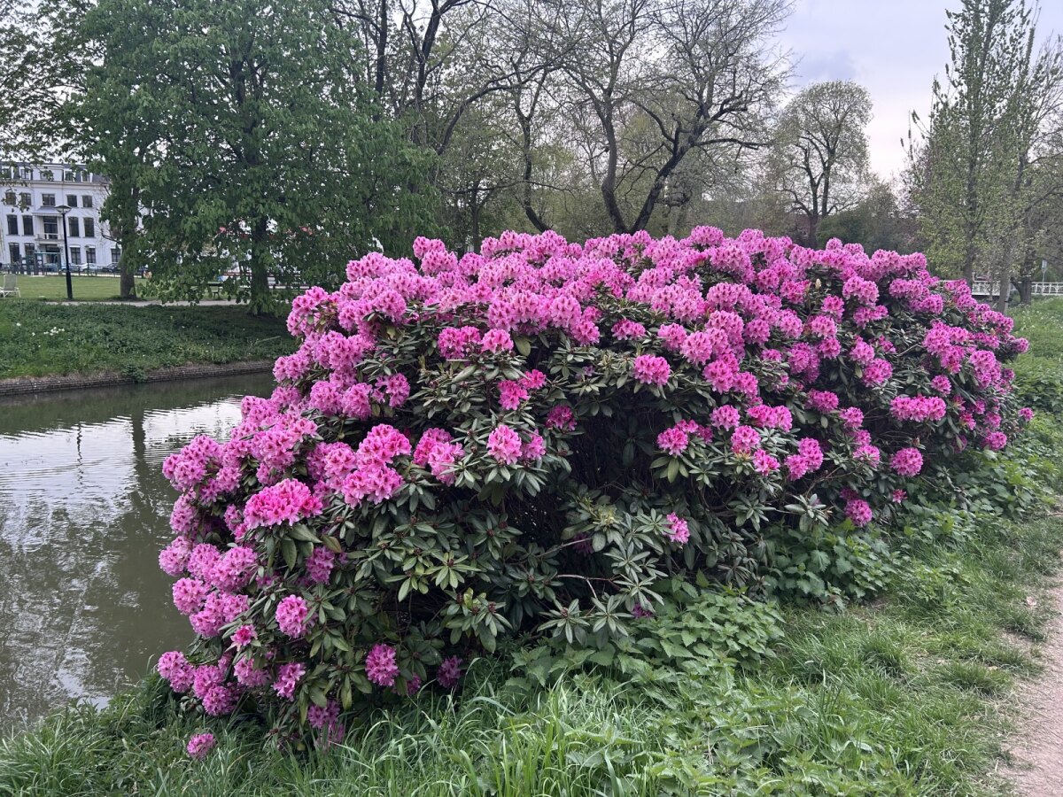 De rodondendron bij het Lepelenburg staat er ook prachtig bij