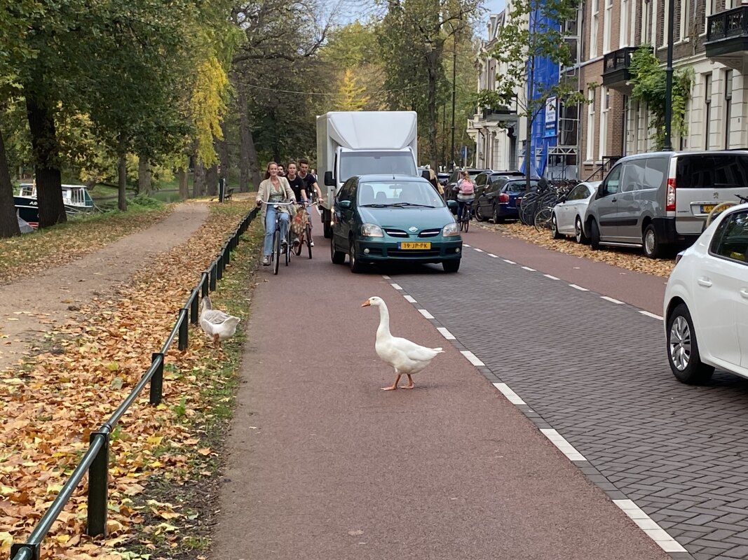 De terugweg. Helemaal ongevoelig waren ze niet voor de reacties. Foto: JT