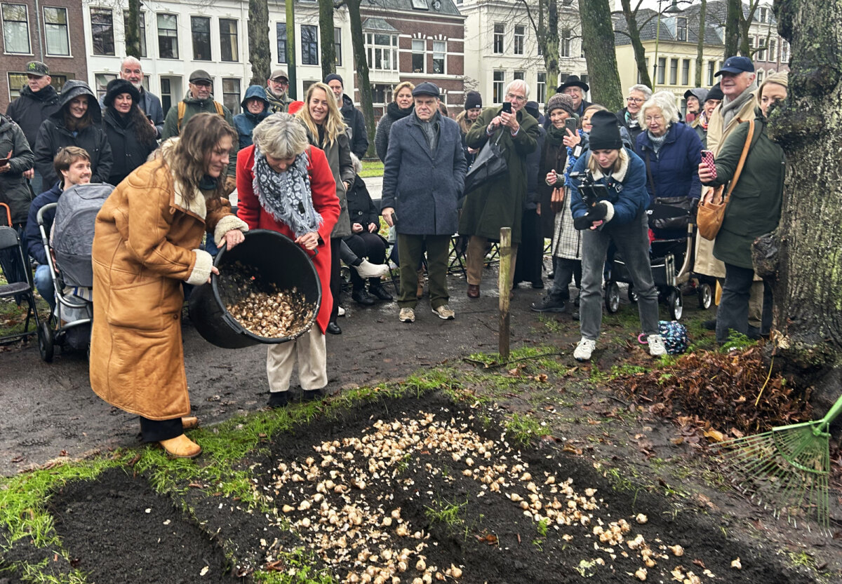 Voor Maliebaan 72bis gingen 2700 ecologische narcisbollen de grond in voor Dr. Max. Foto: Jim Terlingen