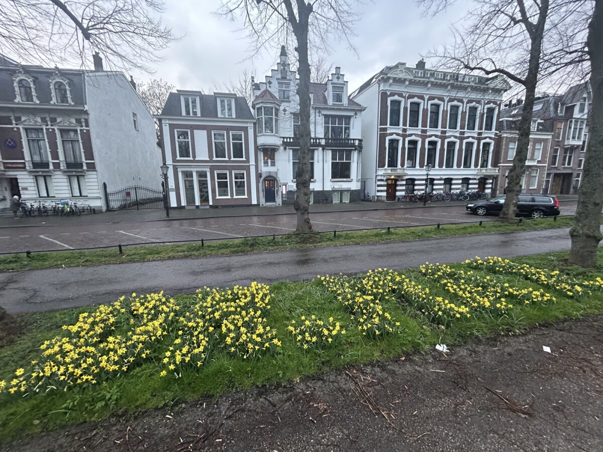 Narcissen vormen 'Dr Max'. Foto: Jim Terlingen
