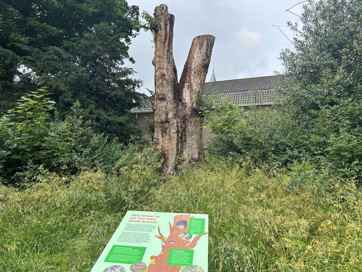 Informatiebord 'Het leven in en om een dode boom' langs de singel. Foto: JT