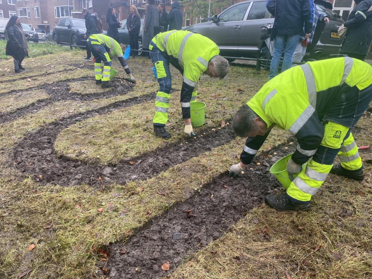 De rest van de 3000 bloembollen worden door mannen van de gemeente Utrecht geplaatst.