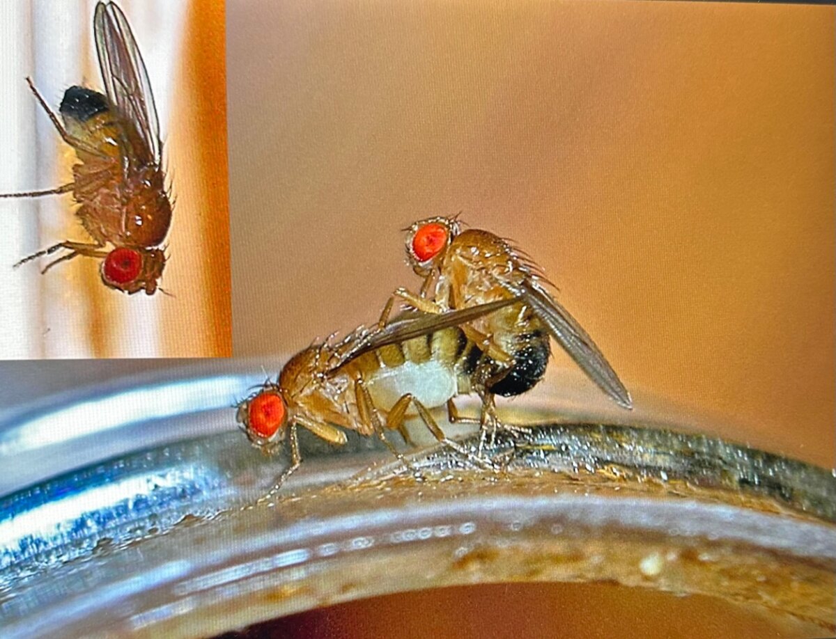 Twee parende Drosophila’s; linksboven een D. melanogaster-mannetje. Foto: TheAlphaWolf / Wikipedia / Wikimedia Commons