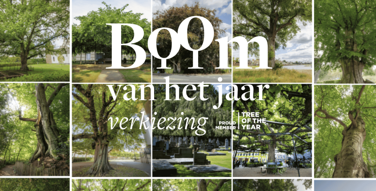 Stem de Utrechtse levensboom tot Boom van het jaar 2026
