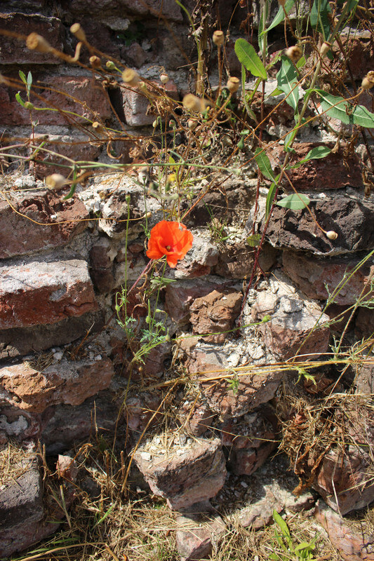 Onkruid en gevelbloemen- en planten hebben bezit genomen van de kloostermuur. Foto: R. van Griethuizen