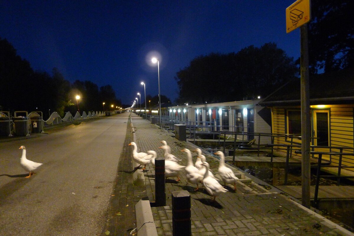 Een uitgestorven Zandpad in 2014. Foto: Ton van den Berg