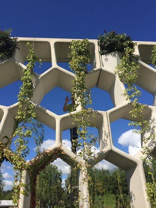 Een deel van de Pergola met de hopplant.