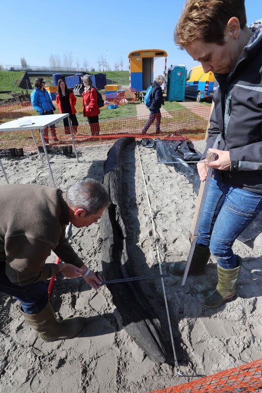 De houten spant, een nieuwe vondst in Leidsche Rijn. Foto: Ton van den Berg