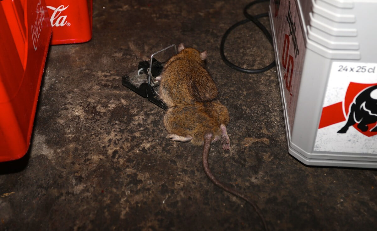 Een rat in de val in een kelder in de binnenstad. Foto: Ton van den Berg